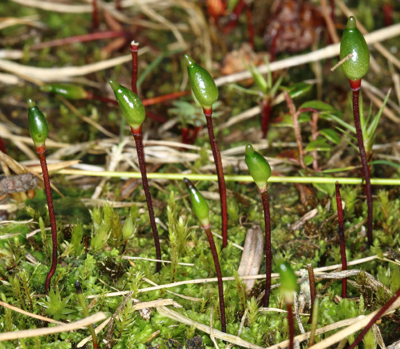 Buxbaumia aphylla